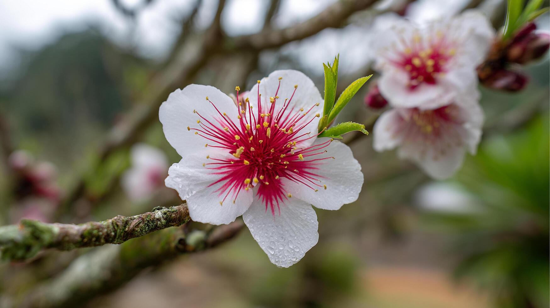 Tree branch flower glowing with soft photography setting photo