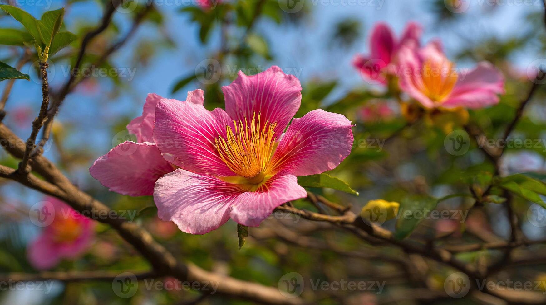 Tree flower photo in beautiful springtime photography ambiance