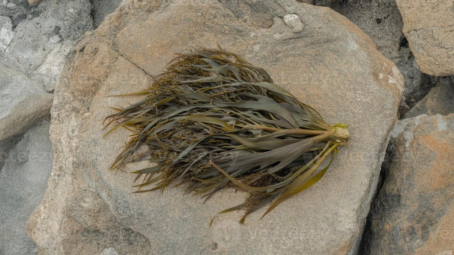 A bunch of seaweed on a rock photo