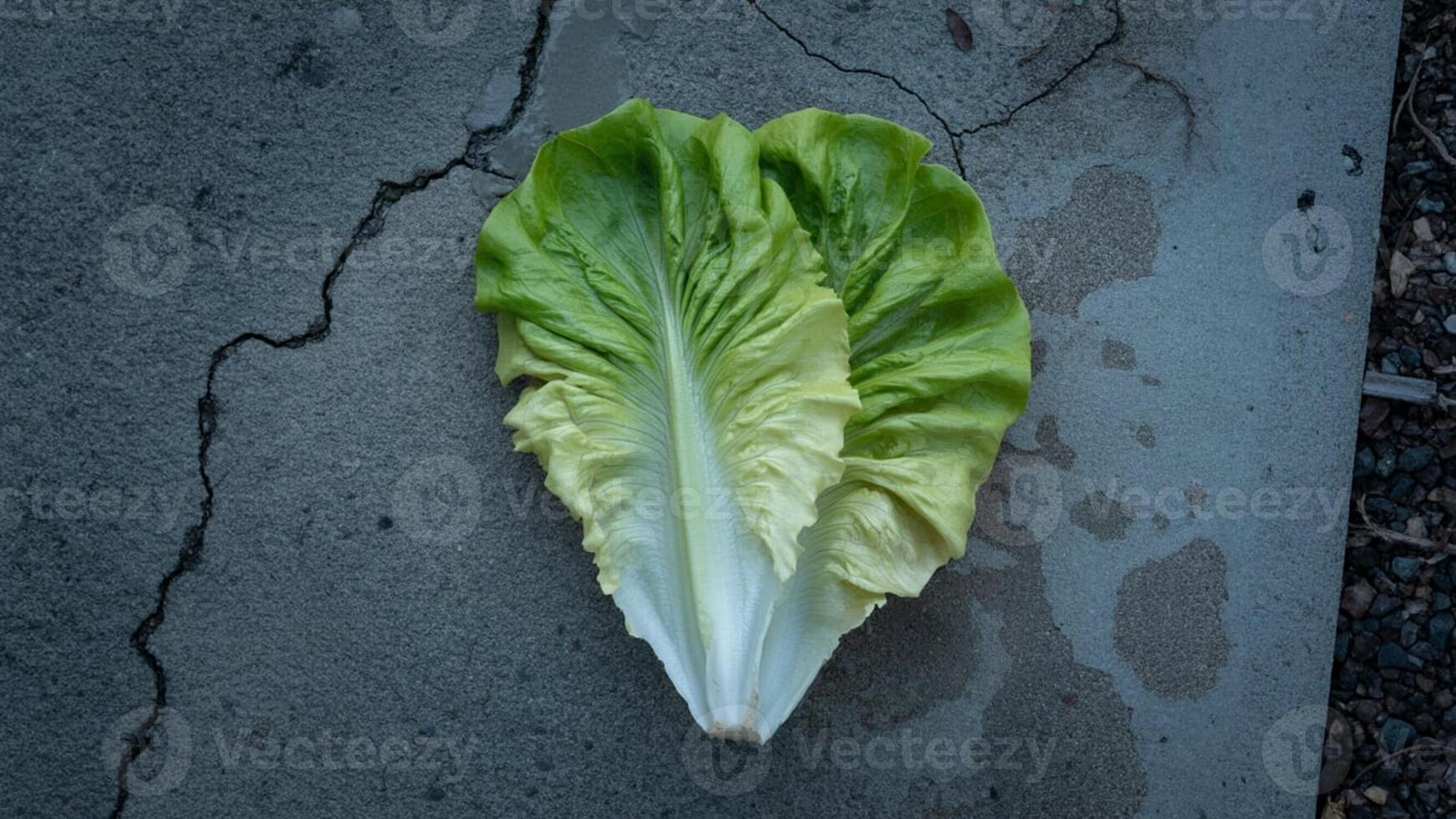 A lettuce leaf is sitting on the ground photo