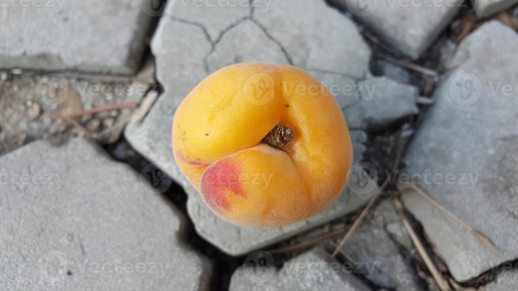 A single apricot resting on cracked concrete surface with a red spot on the side of the fruit photo