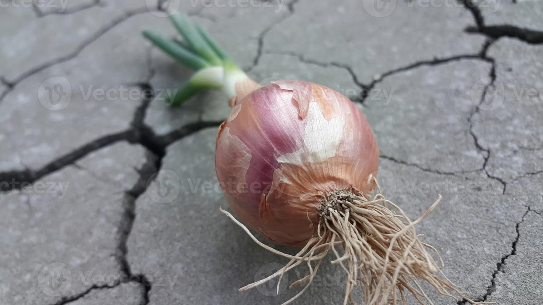 Close up of a red onion with green sprouts and roots on a cracked concrete surface outdoors photo