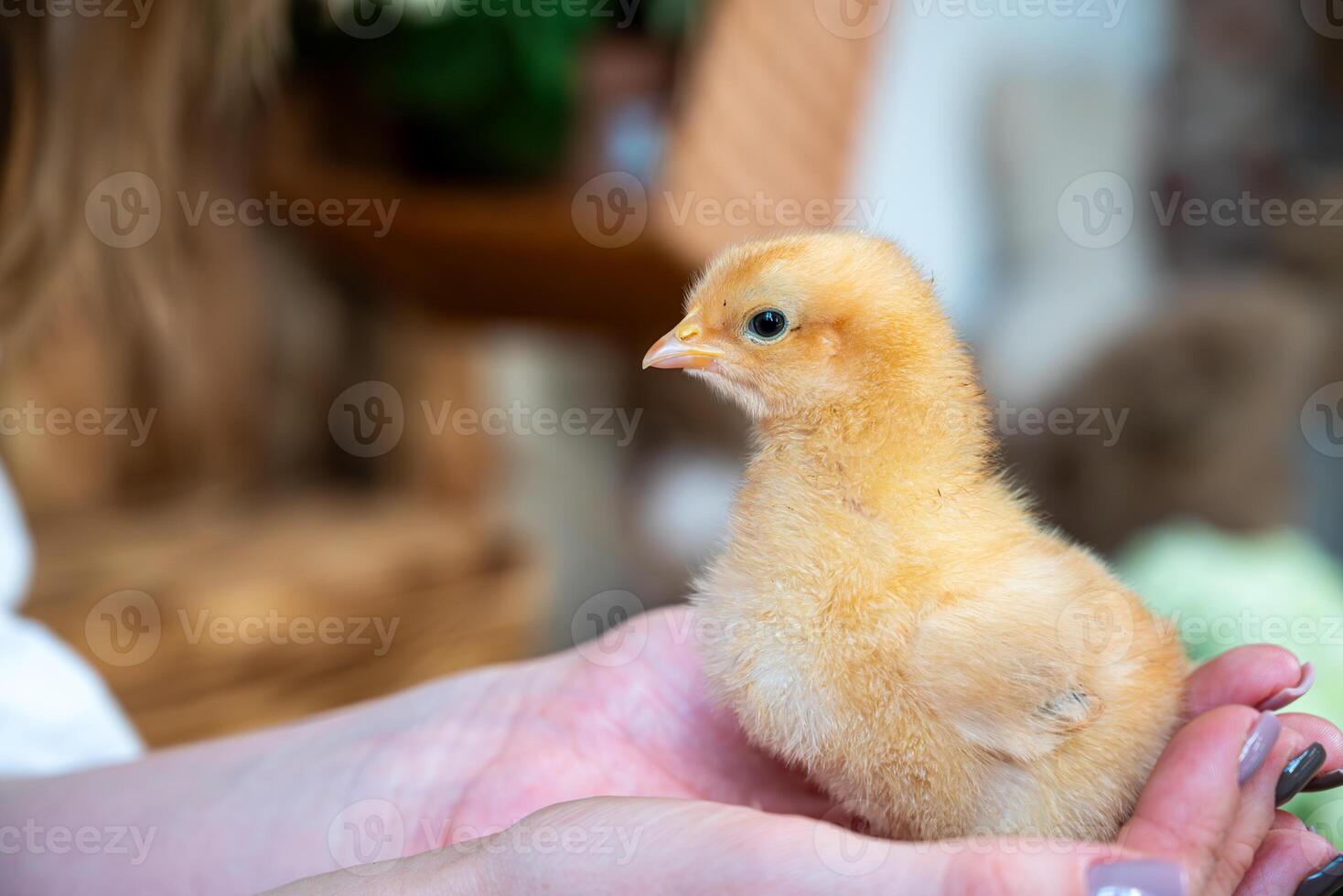 A fluffy yellow chick rests in a person's hands. Its small beak and soft down feathers are visible, conveying a sense of fragility photo