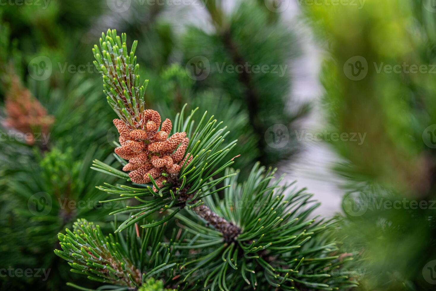 A close-up of a pine branch displaying green needles and a cluster of immature, brown pine cones. photo