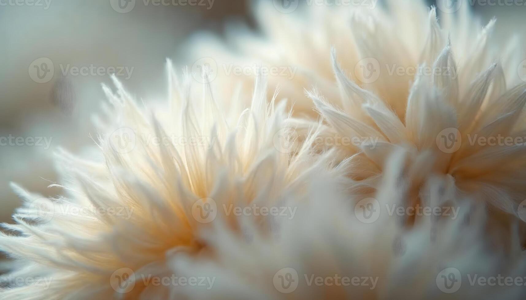 Close up of a fluffy white flower with soft petals in gentle light photo