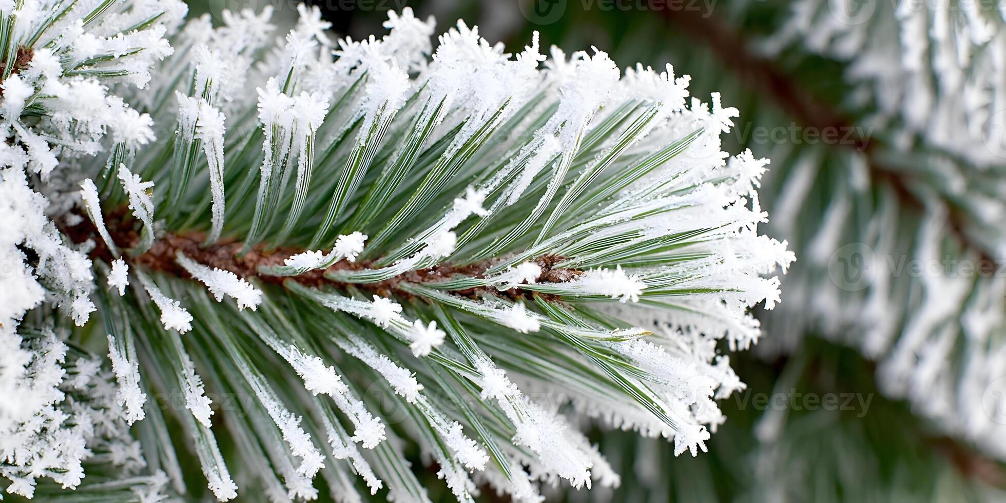 Closeup Frost Covered Pine Tree Branch Winter Nature Photography photo