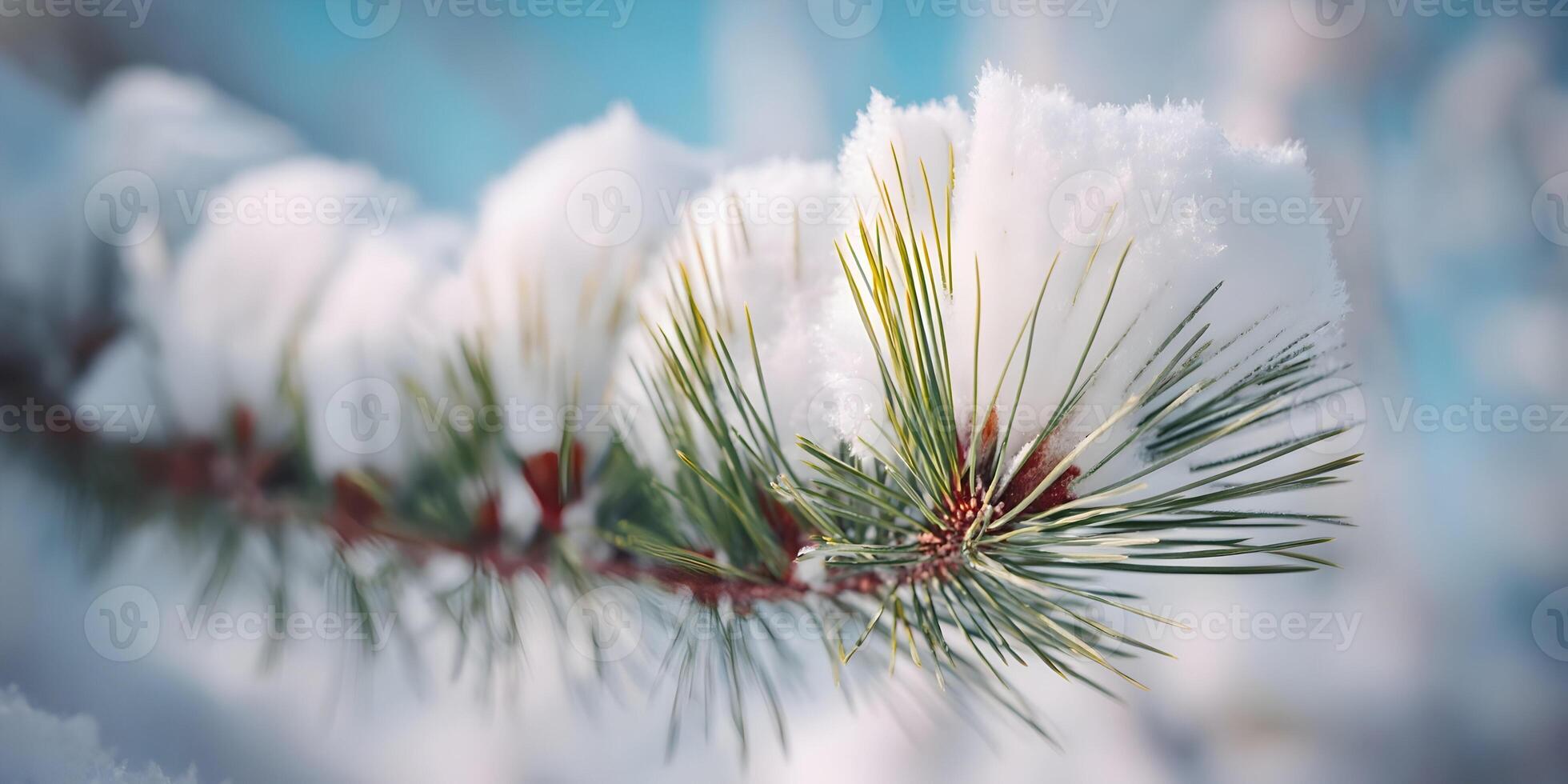 Snow Covered Pine Branch Winter Nature Closeup Photography photo