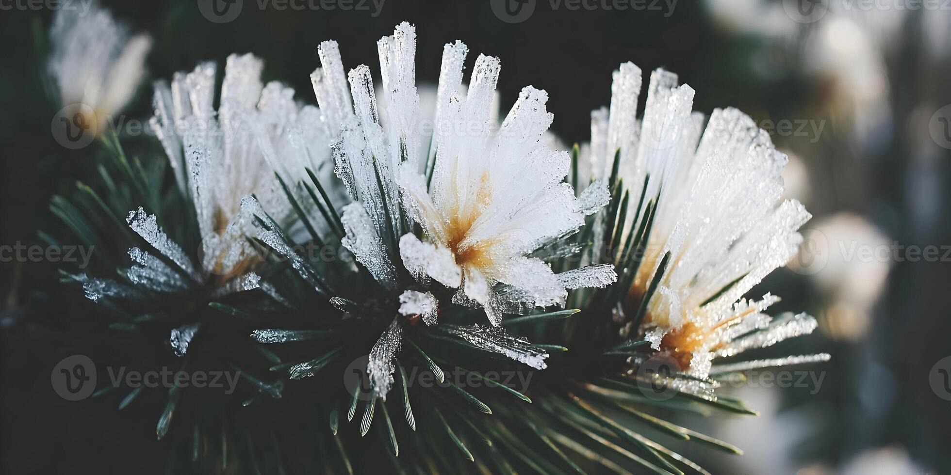 Frozen Pine Needles Closeup Winter Frost Crystal Ice Nature photo