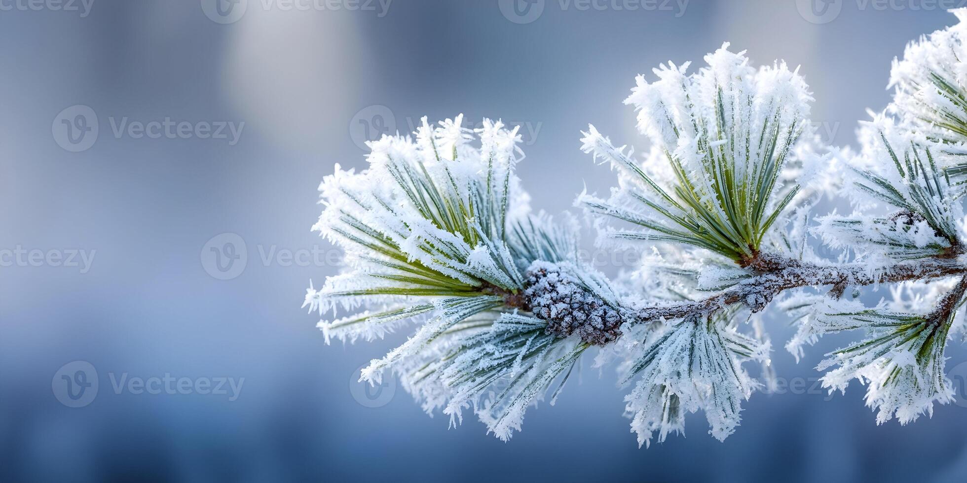 Frozen Pine Branch Winter Frost Nature Closeup Detail photo