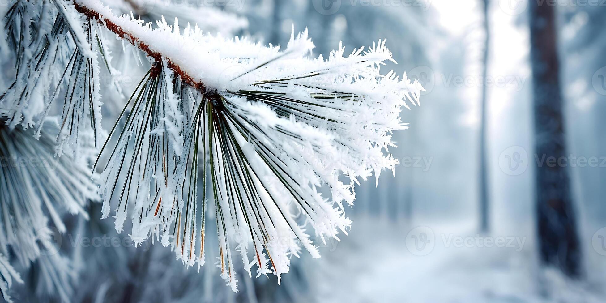 Frozen Pine Branch Winter Forest Snow Crystals Ice Needles Closeup photo