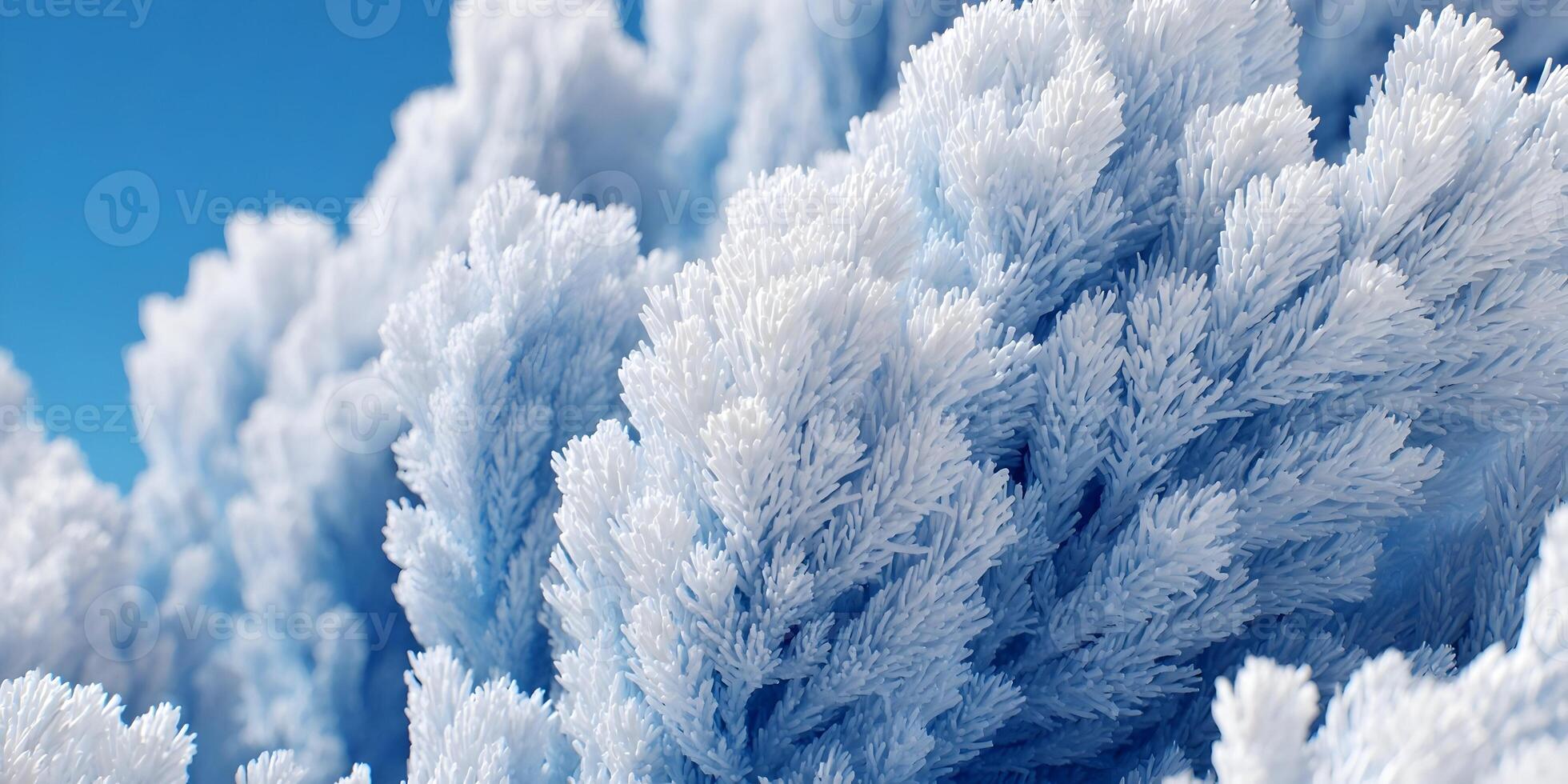 Closeup of Frosty Pine Tree Branches Winter Scene Blue and White Colors photo