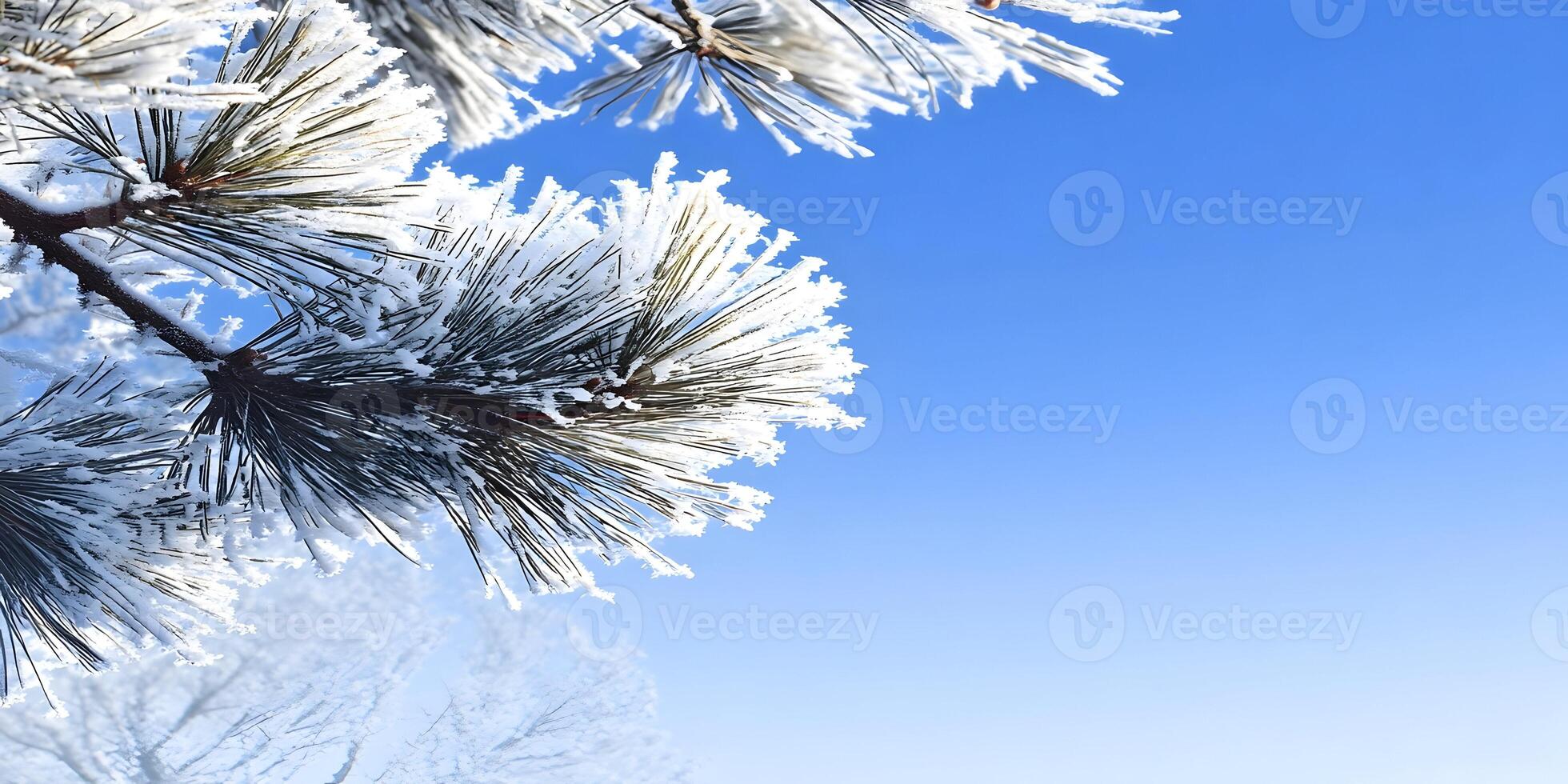Frost Covered Pine Tree Branch Against Clear Blue Sky Winter Nature Scene photo