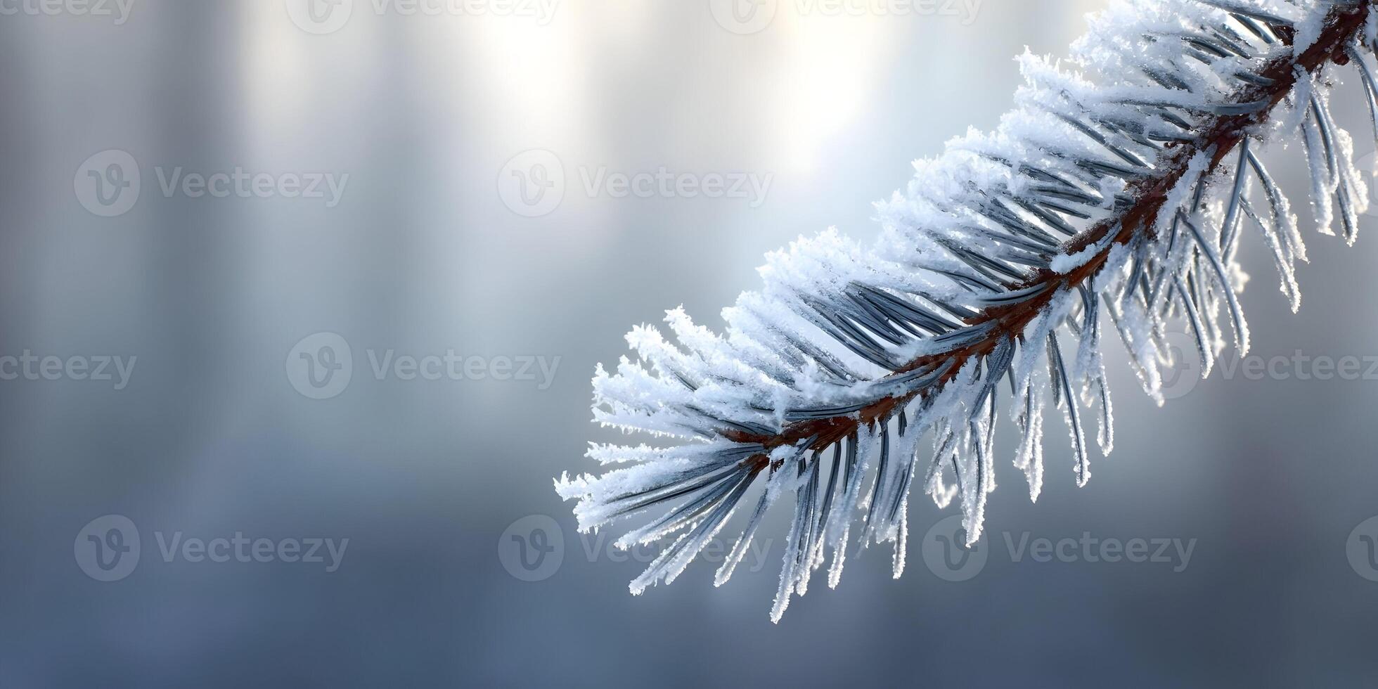 Frozen Pine Branch Winter Frost Nature Closeup photo