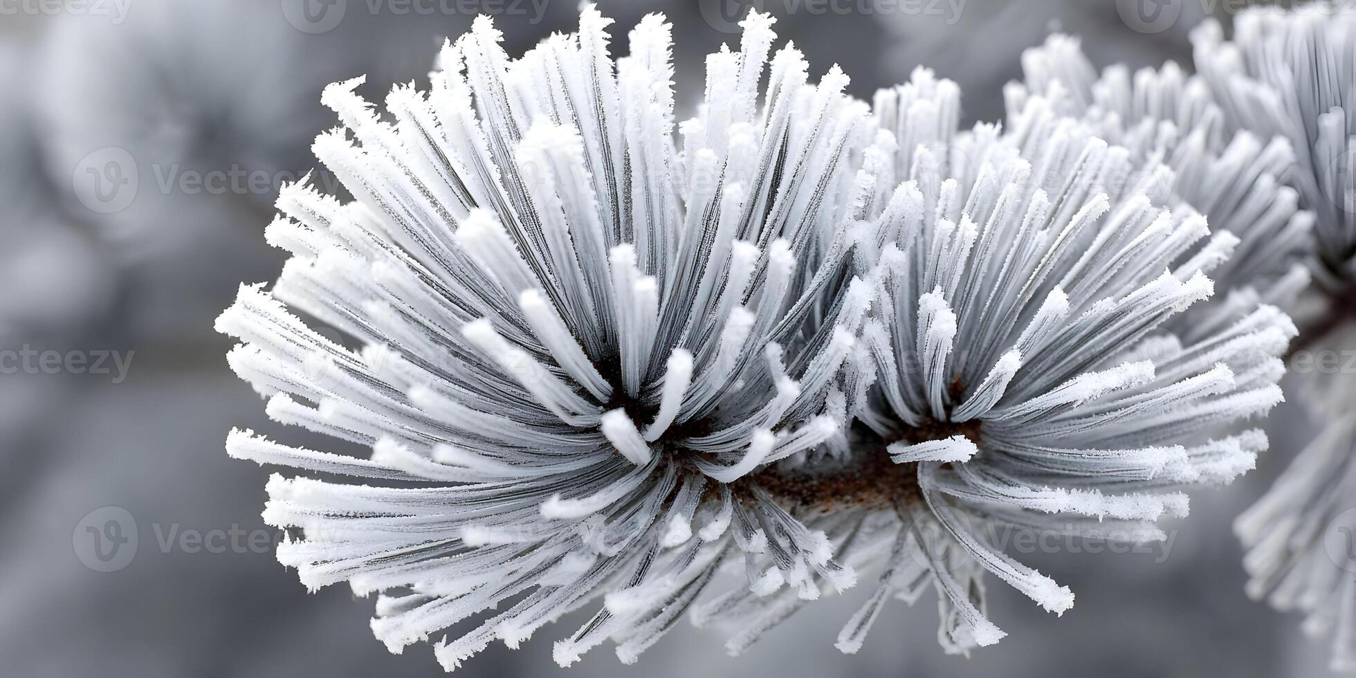 Frost Covered Pine Needles Close Up Winter Nature Photography photo