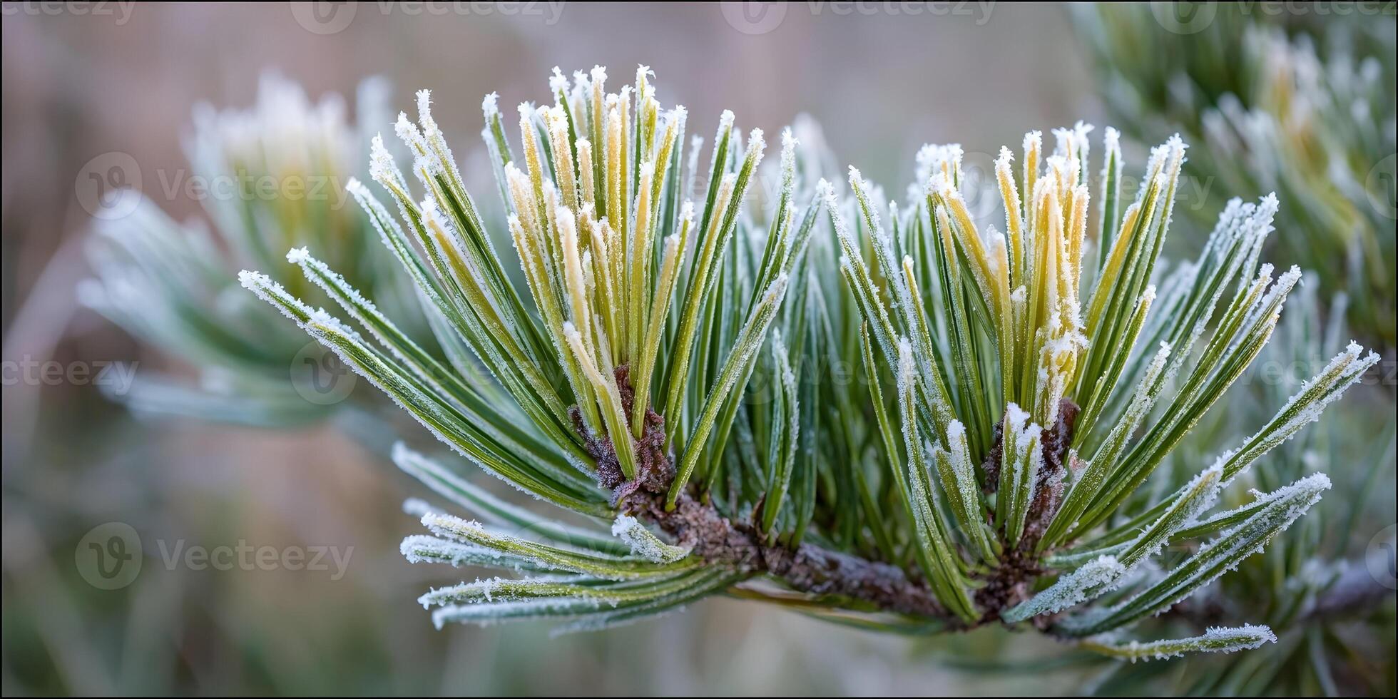 Frozen Pine Branch Closeup Winter Frost Needles Green Nature photo