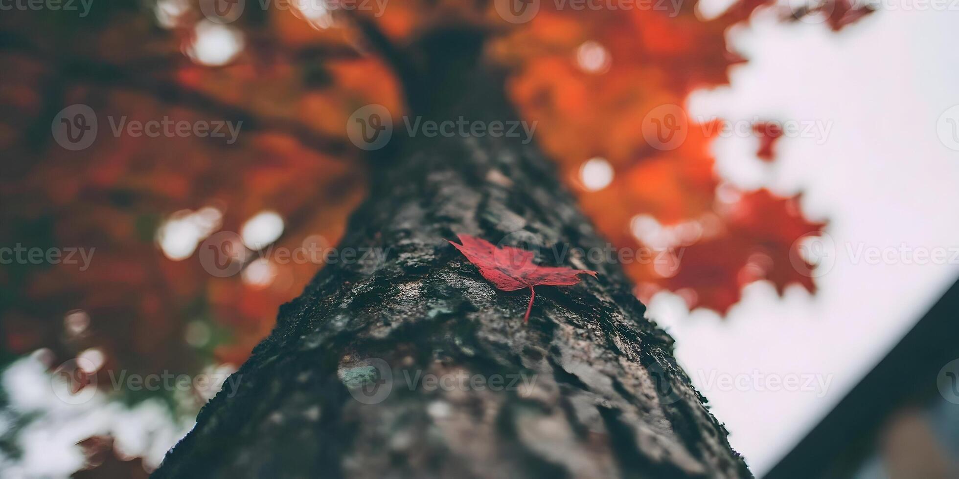 Single Red Maple Leaf on Tree Trunk Autumn Scene photo