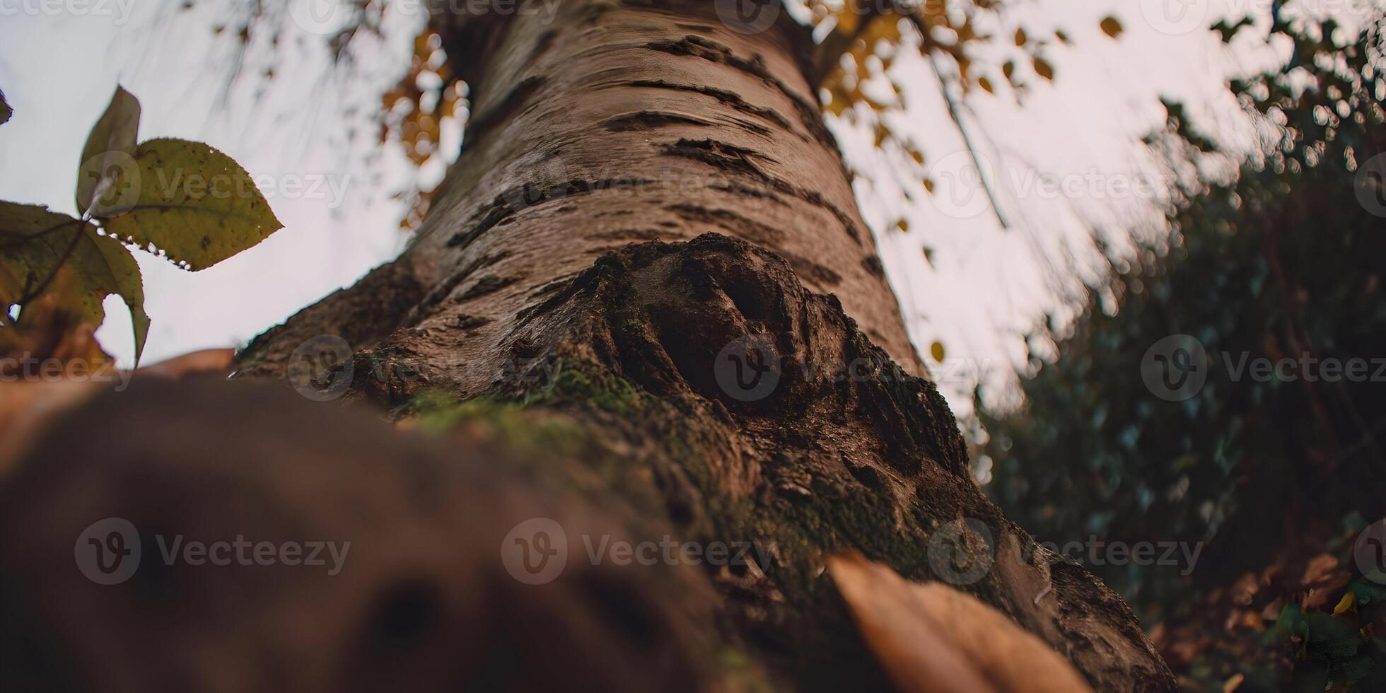 Closeup Tree Trunk Autumn Leaves Moss Texture Nature Photography photo