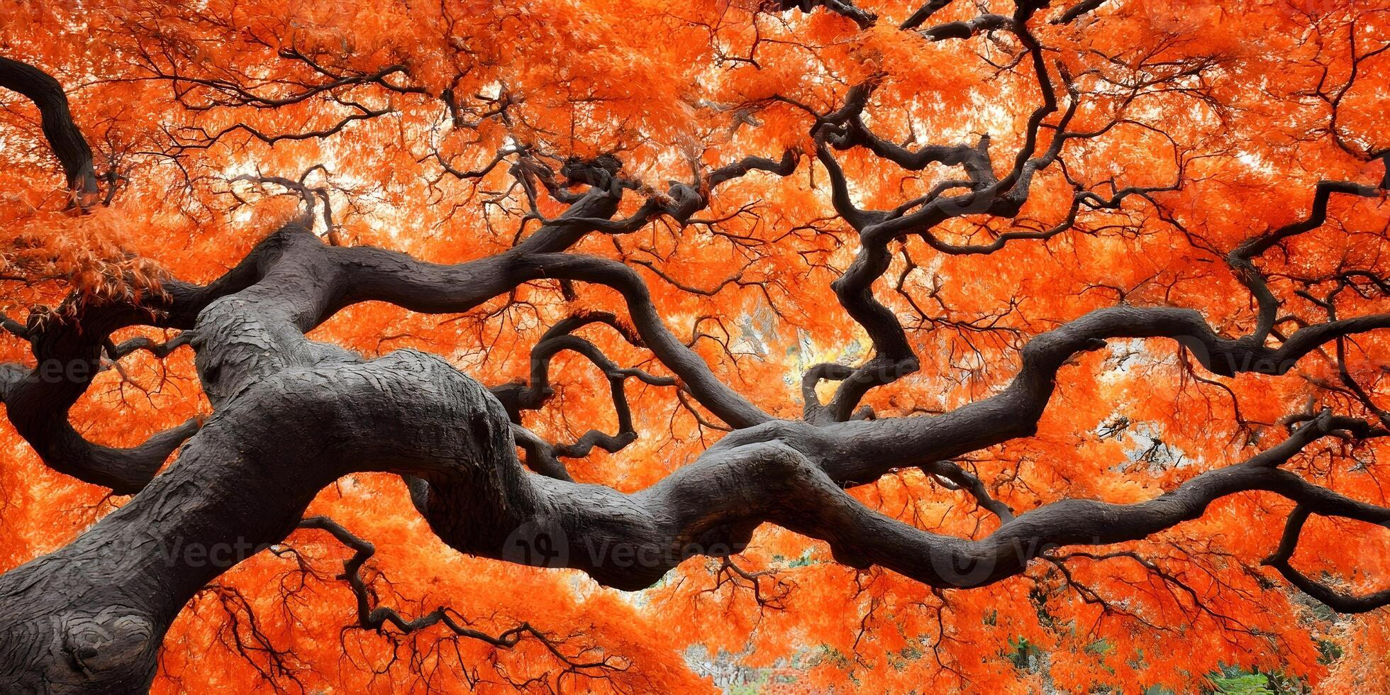 Autumn Tree Orange Leaves Dark Branches Fall Foliage Nature Photography photo