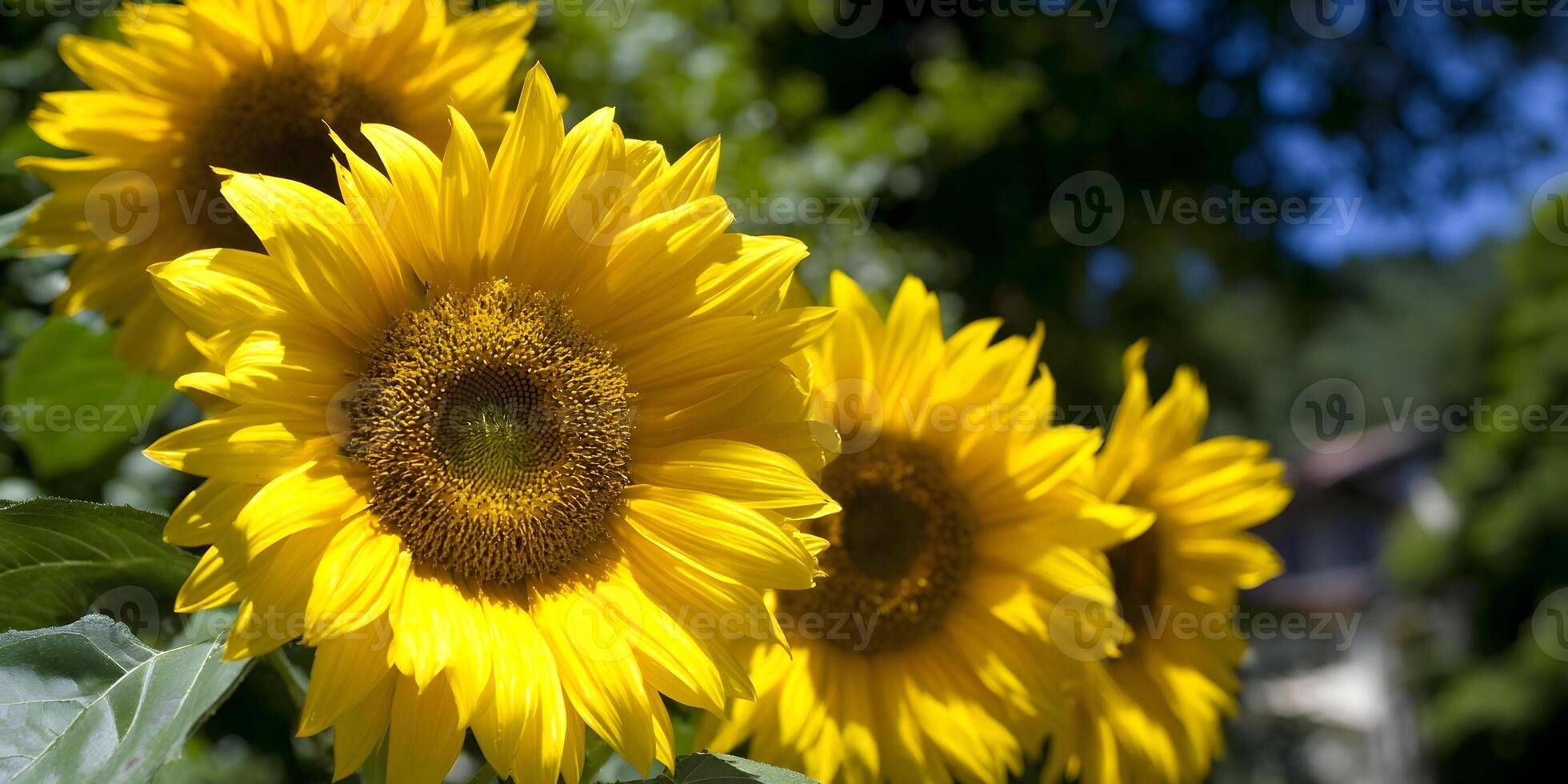Three Bright Yellow Sunflowers Close Up Summer Flowers photo