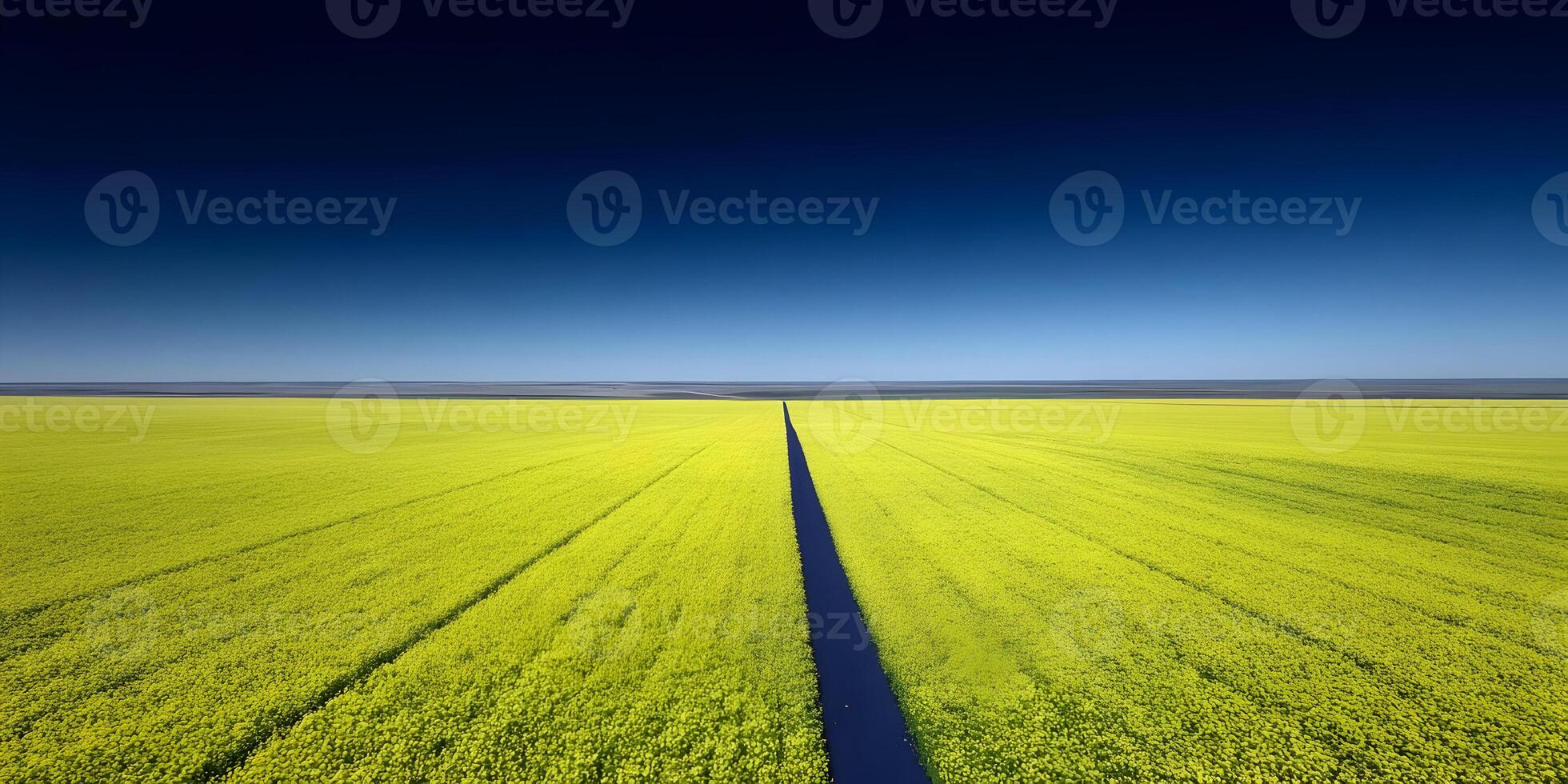 Aerial View of Rapeseed Field with Dark Path Under Blue Sky photo