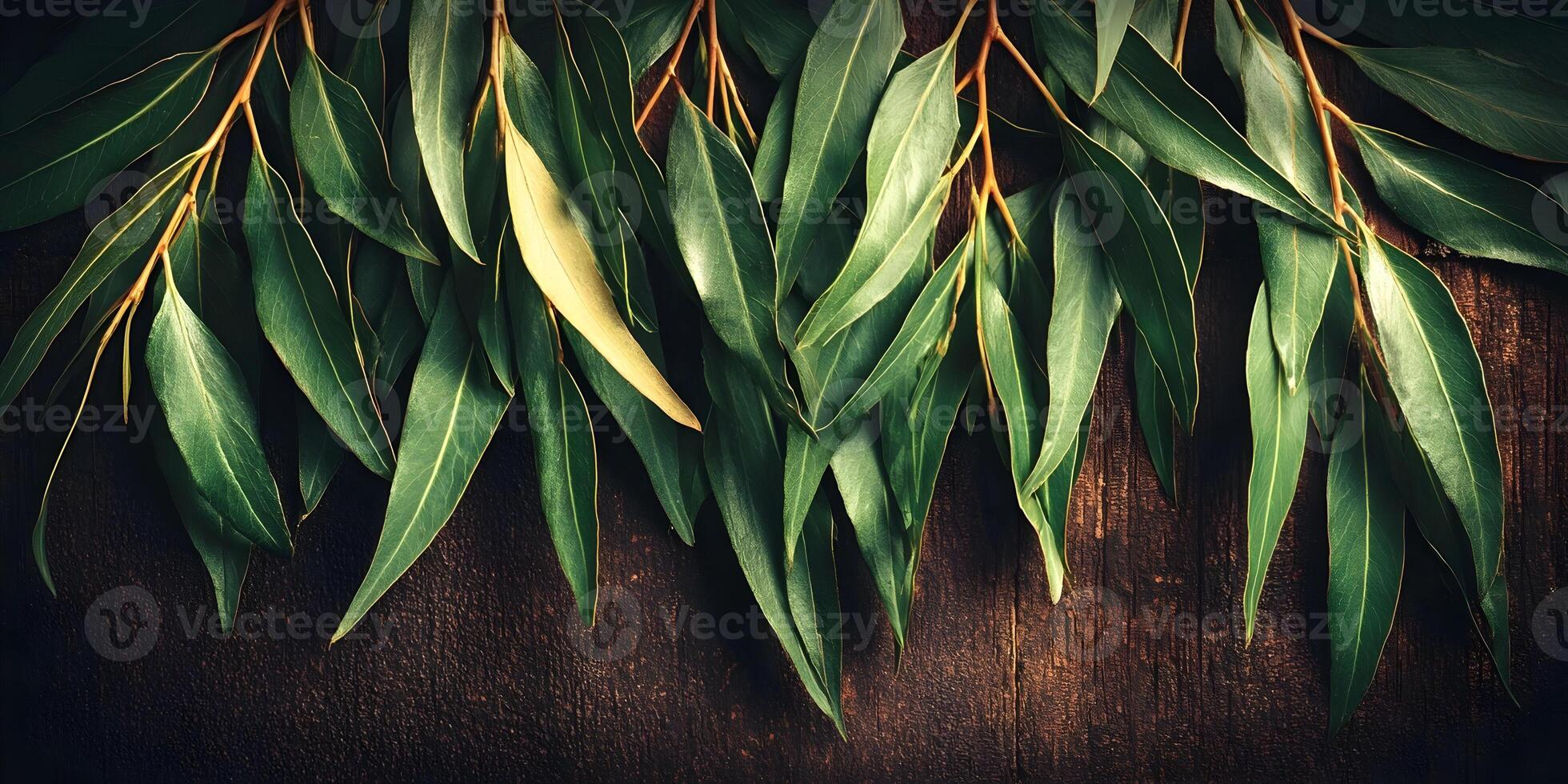 Eucalyptus Leaves on Dark Wood Background Green Foliage Botany Nature photo