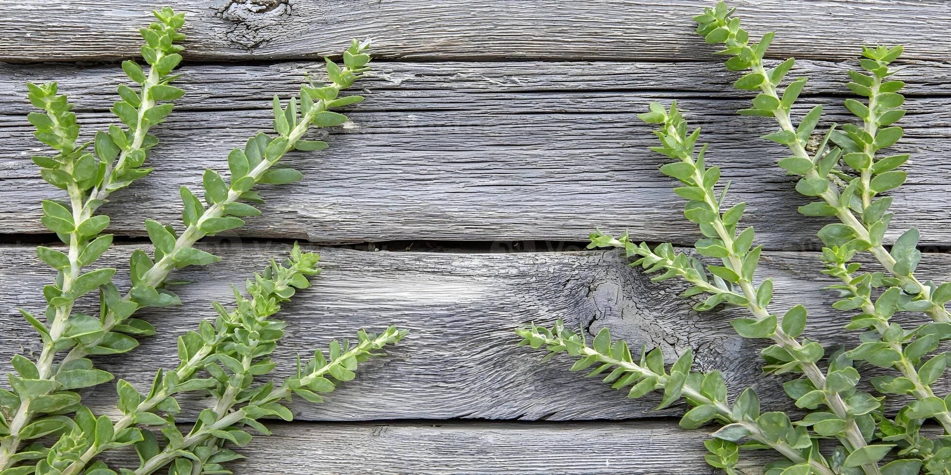 Grey Wood Background with Green Plants Botanical Image photo