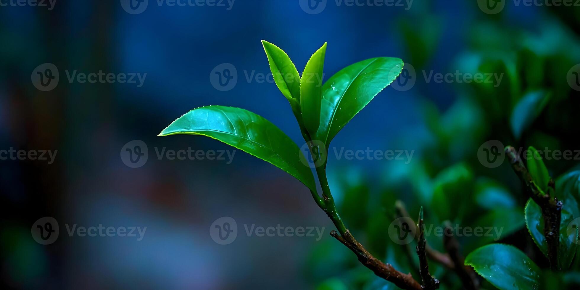 a green plant with leaves growing on it photo