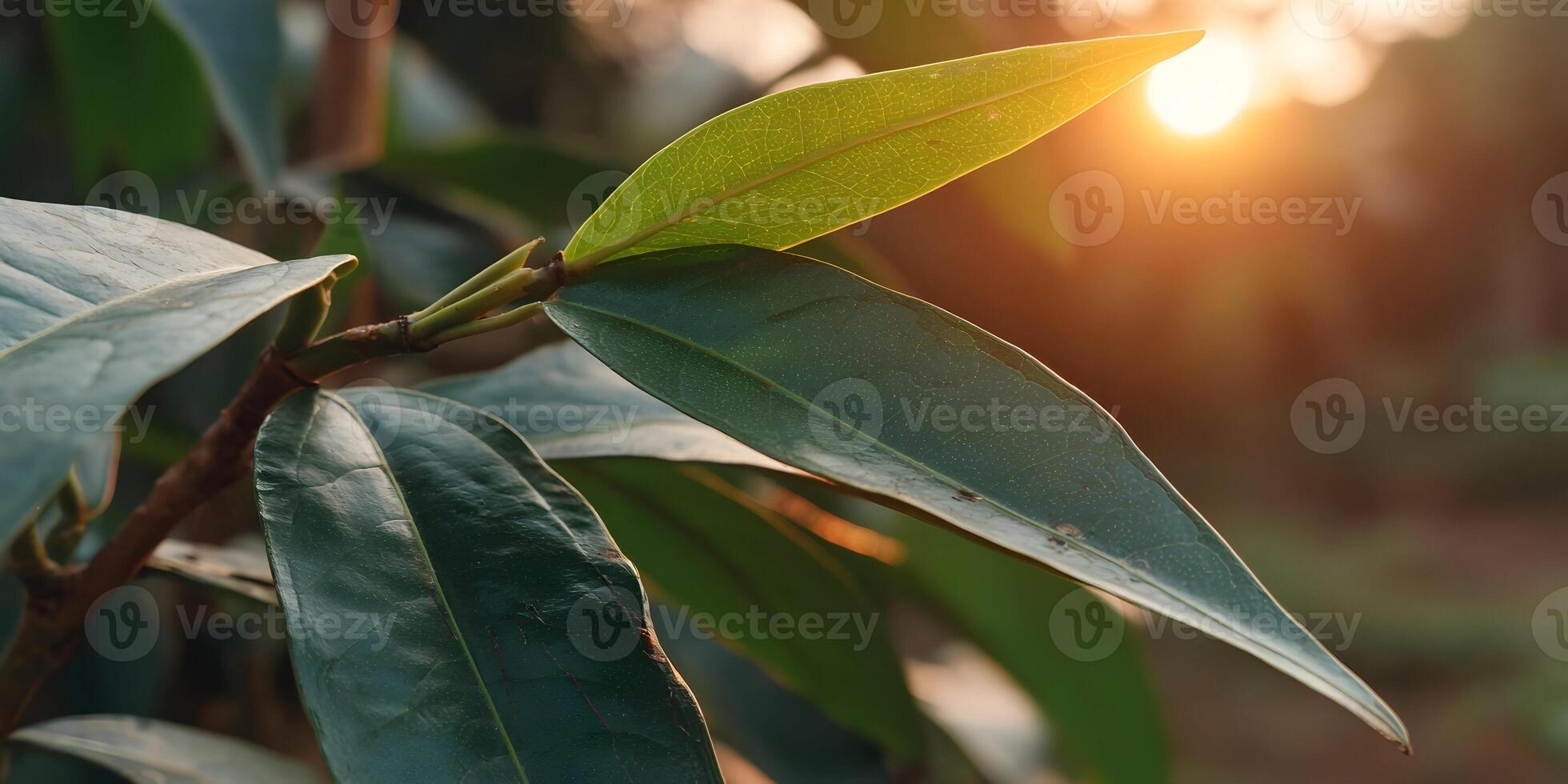 Closeup Green Leaf Plant Sunlight Backlit Nature Photography photo