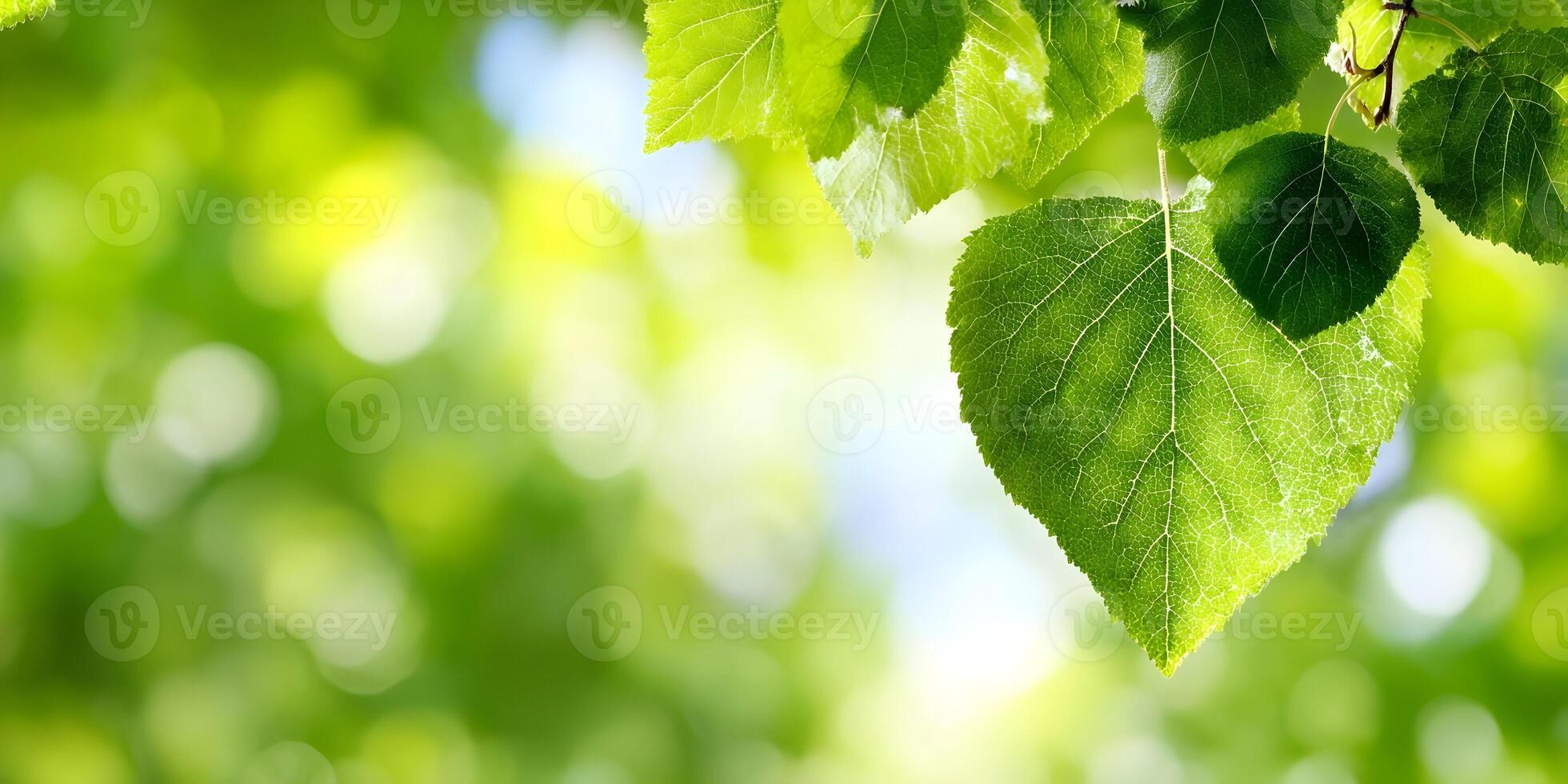 Bright Green Leaf Closeup with Bokeh Background Spring Nature Image photo