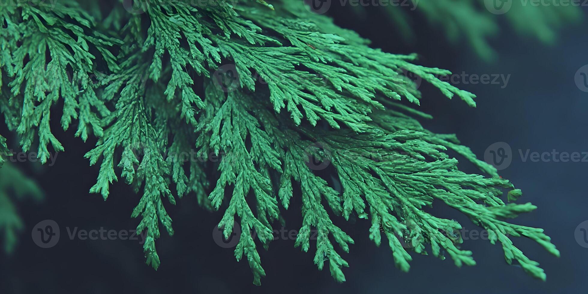 Closeup Green Conifer Branch Detailed Texture photo