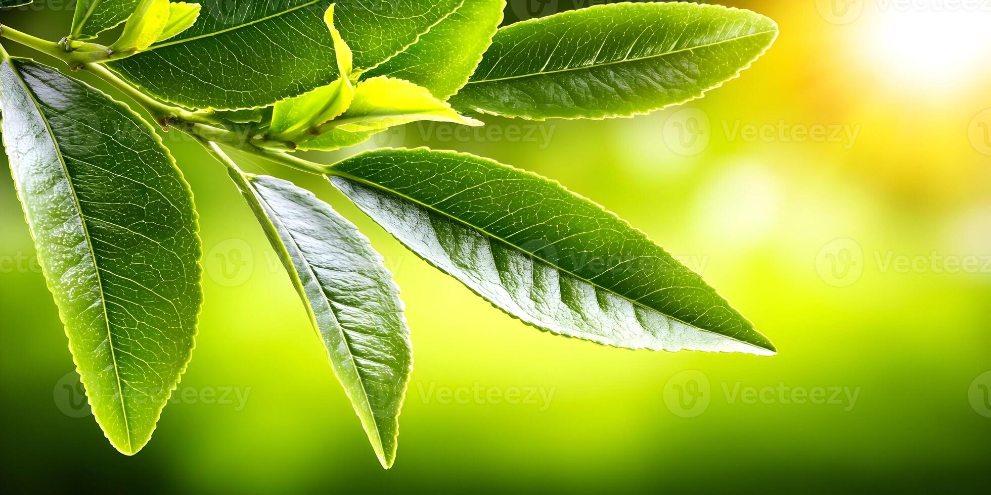 Bright Green Tea Leaves Branch Closeup Photography Sunlight Background photo