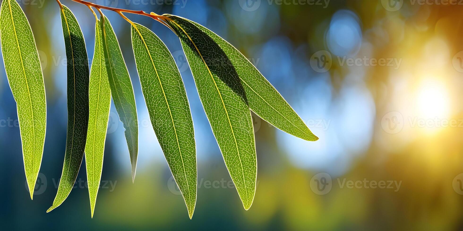 Closeup Green Eucalyptus Leaves Sunlight Nature Photography photo