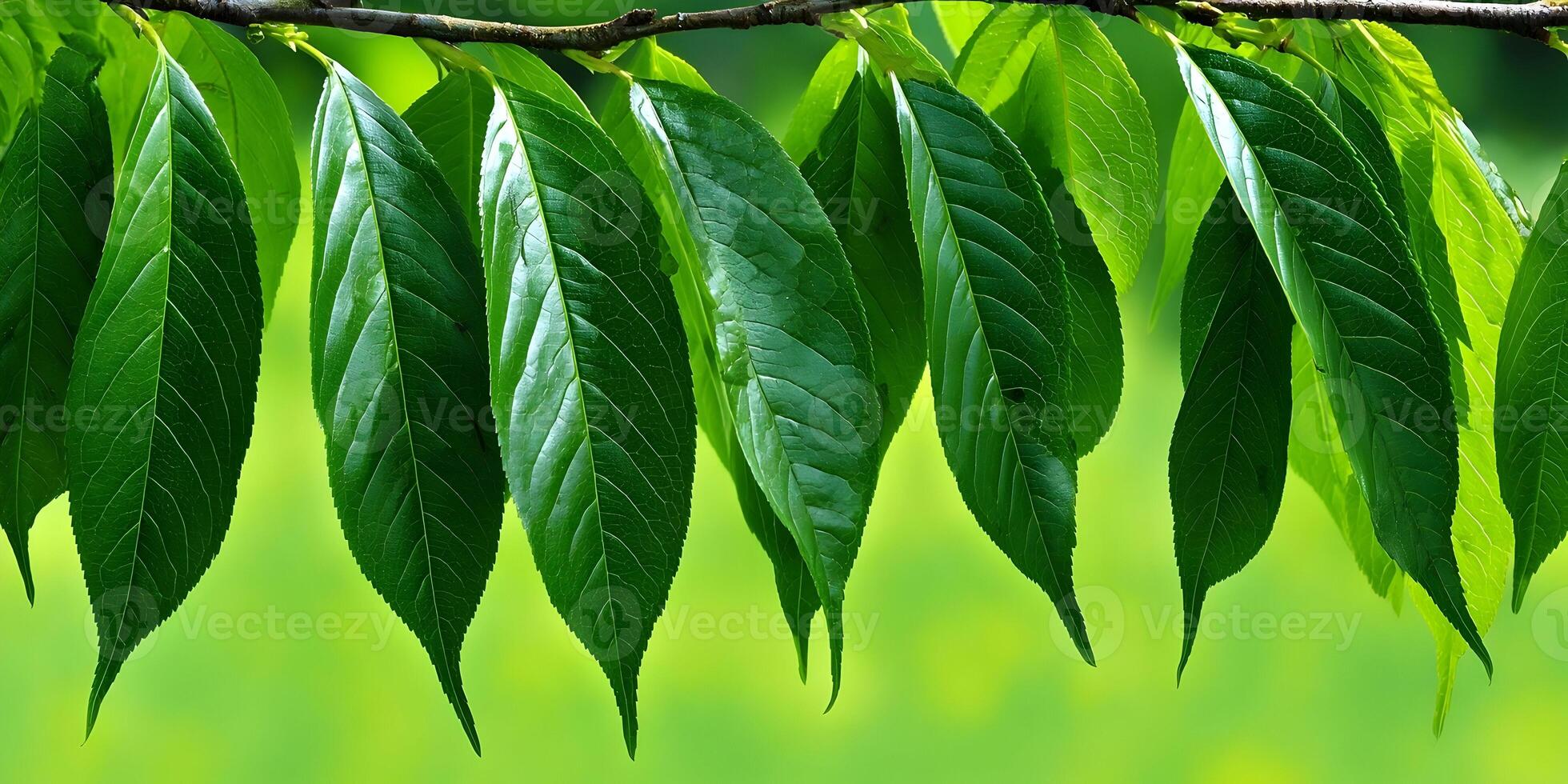 Green Lush Leaves Branch Nature Photography Bright Sunlight photo
