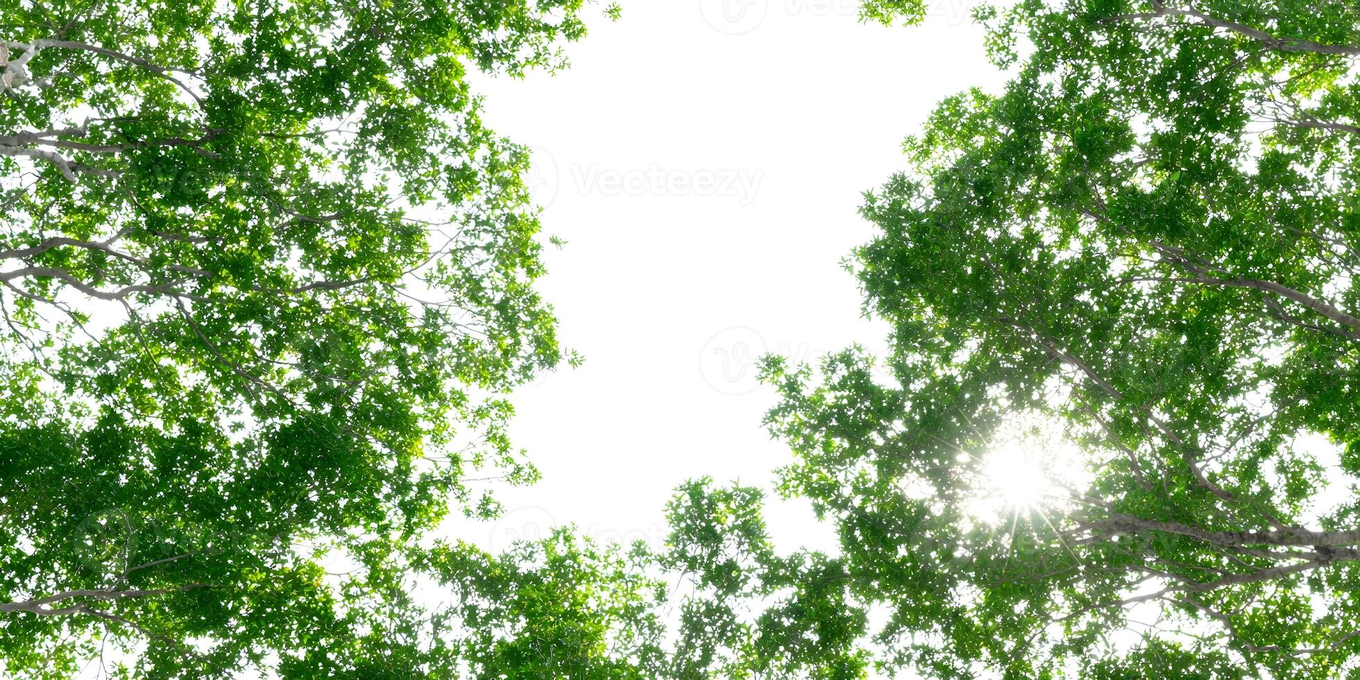 Bright Sunlight Through Lush Green Tree Canopy Summer Nature Scene photo