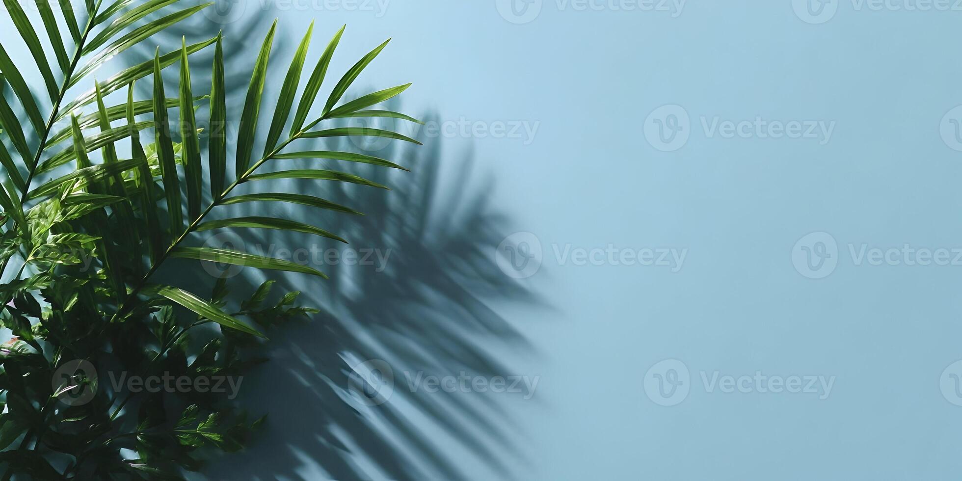 Tropical Palm Leaves and Fern Shadow on Light Blue Background photo