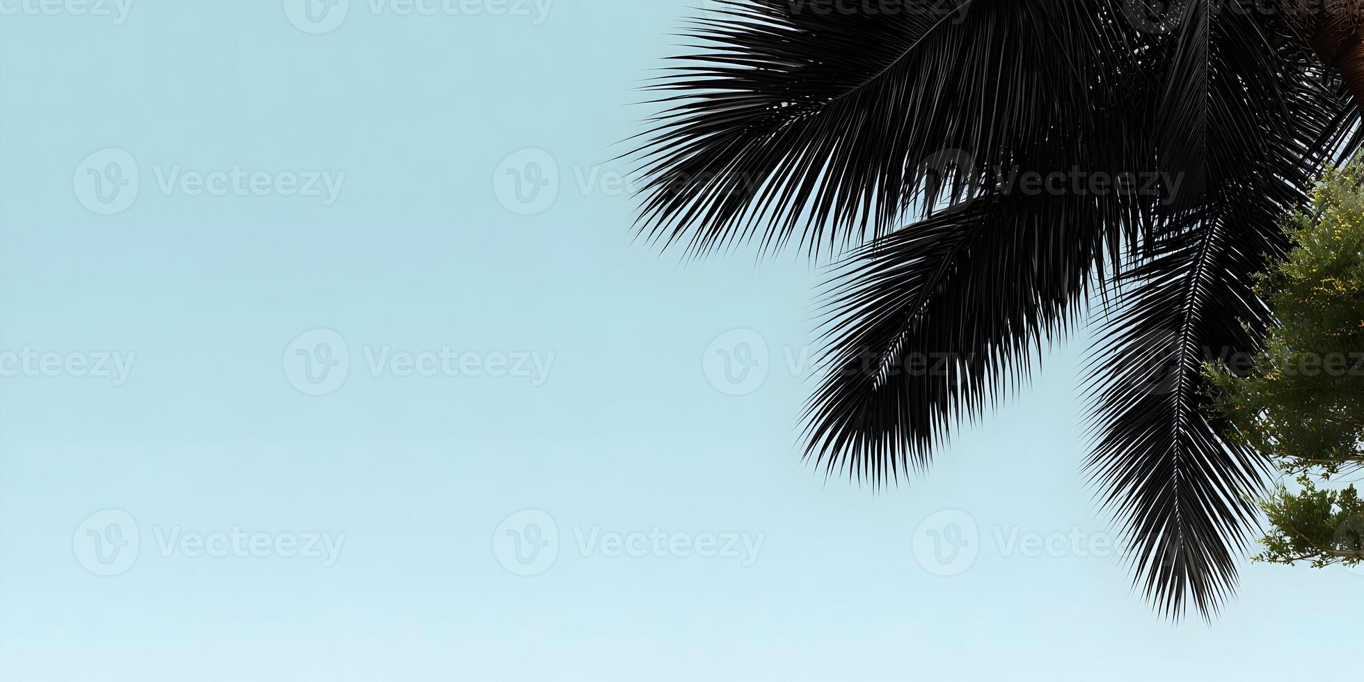 Dark Palm Fronds Tropical Summer Background Light Blue Sky photo