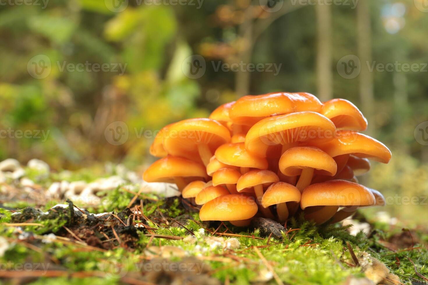 Mushrooms grow on a tree trunk in the forest, September photo
