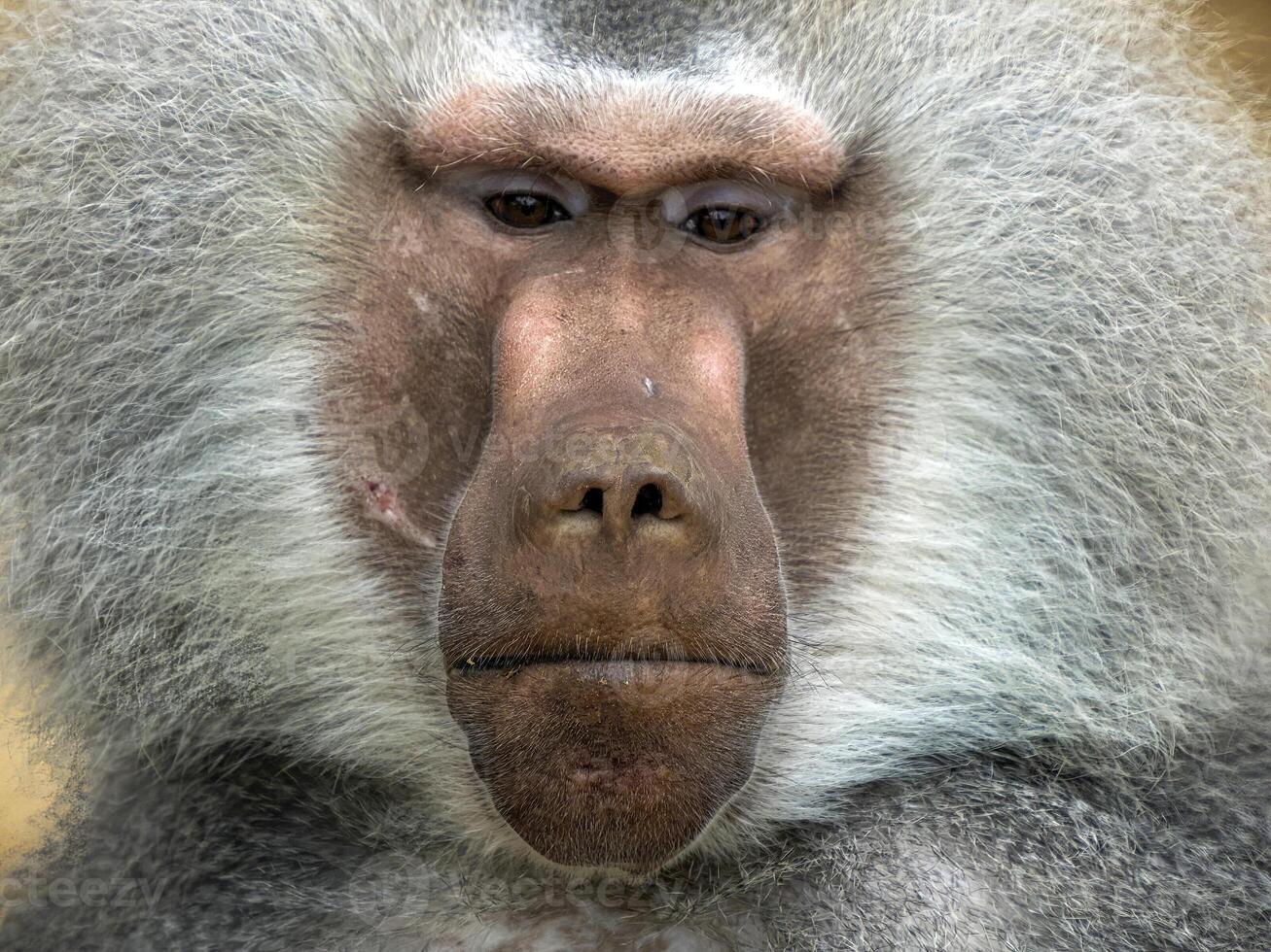 Face of Male hamadryas baboon monkey ape close up portrait photo