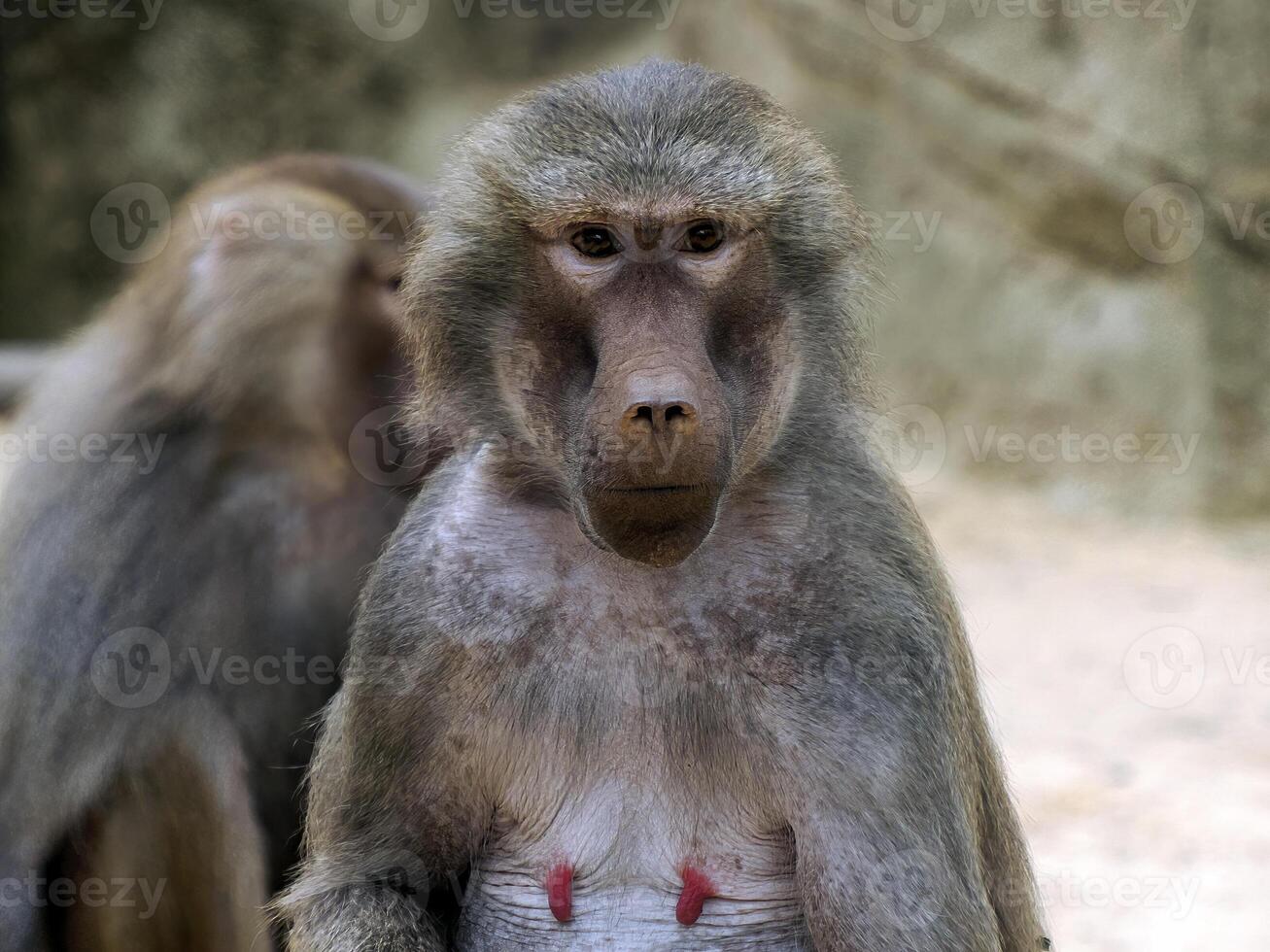 Female hamadryas baboon monkey ape close up portrait photo