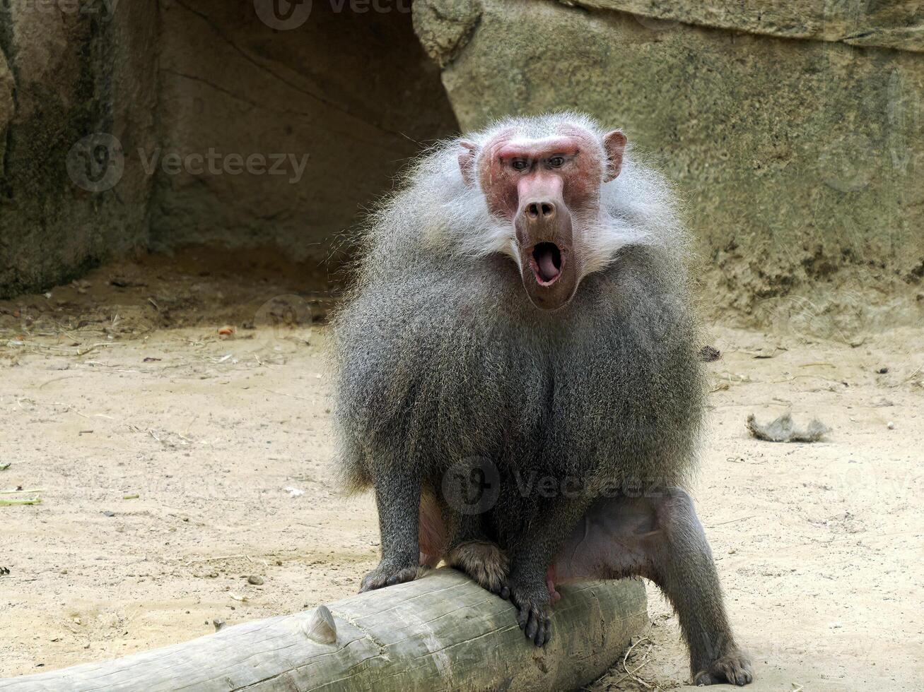 Male hamadryas baboon monkey ape close up portrait photo