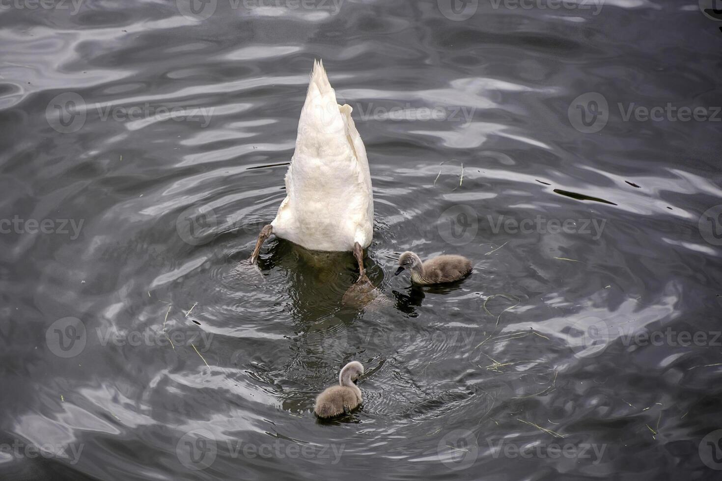 swan in a pond with baby photo