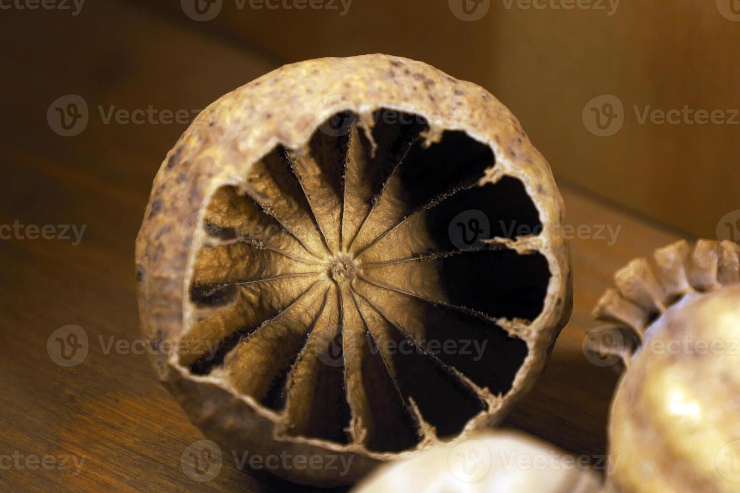 Poppy opium detail close up photo