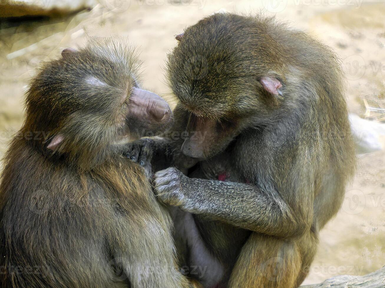 grooming hamadryas baboon monkey ape close up portrait photo