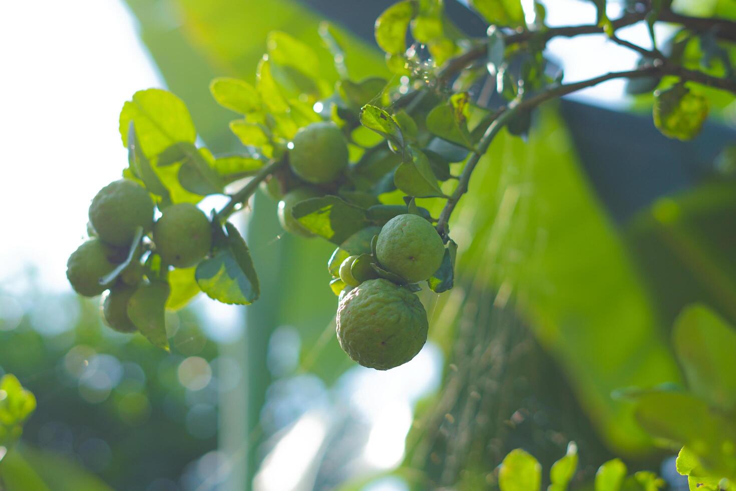 Bergamot fruit on the tree in farm photo