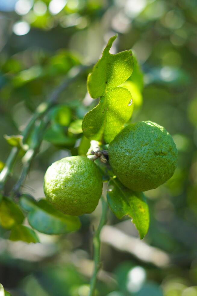 Bergamot fruit on the tree photo