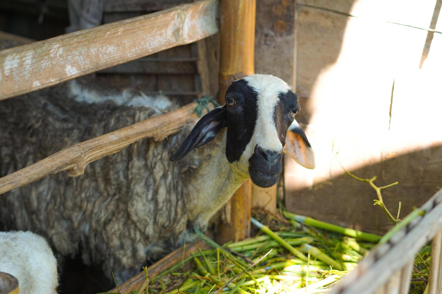 Dirty sheep in a farmhouse photo