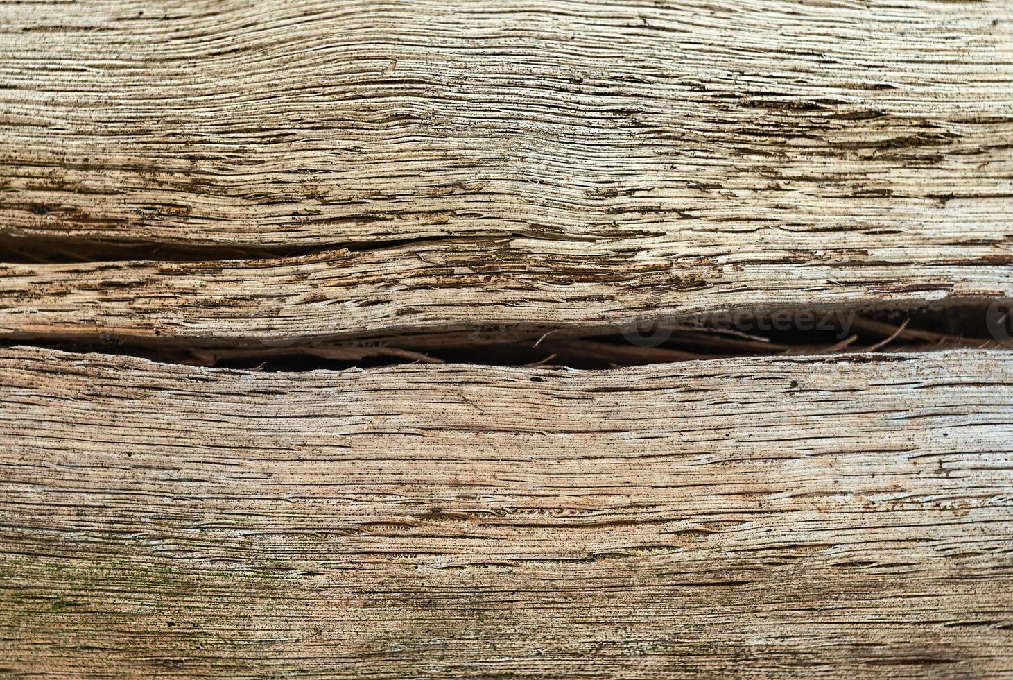 Dry oak wood with a crack photo