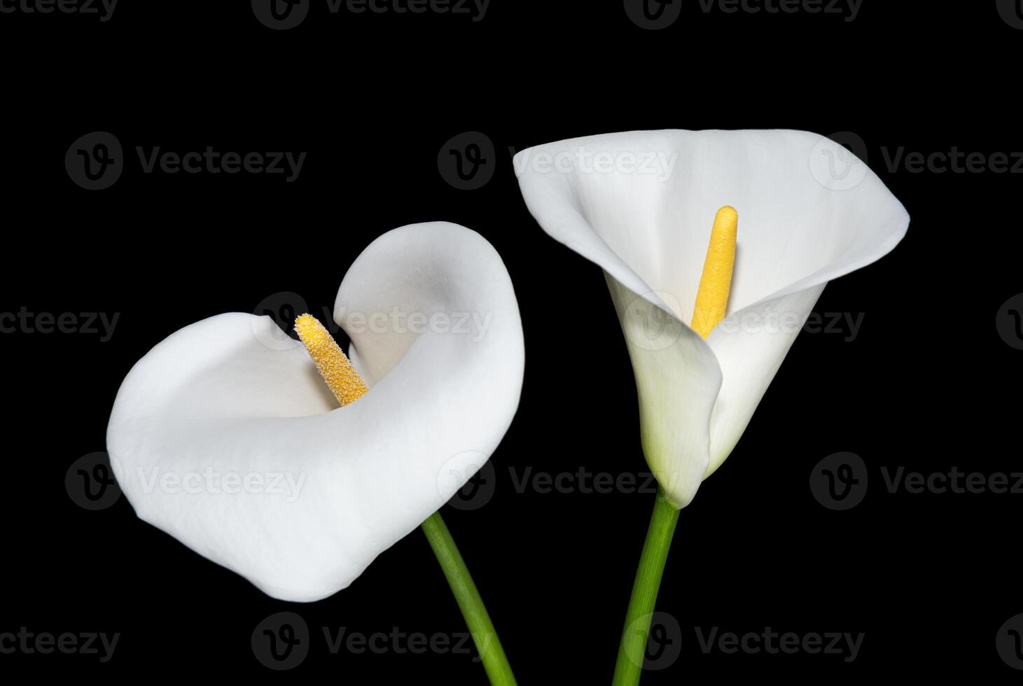 Calla lilies on black background photo