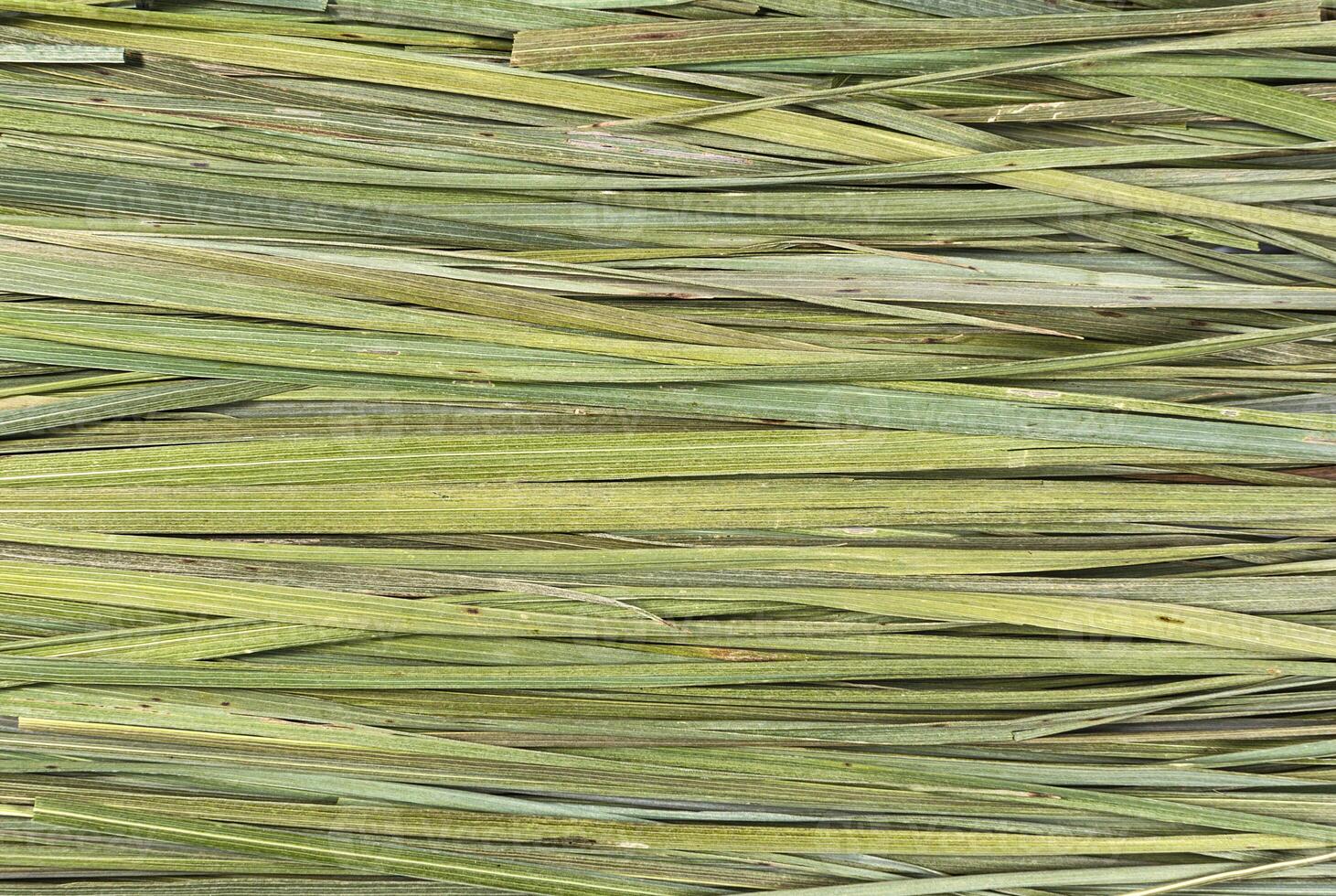 Dry green grass background photo