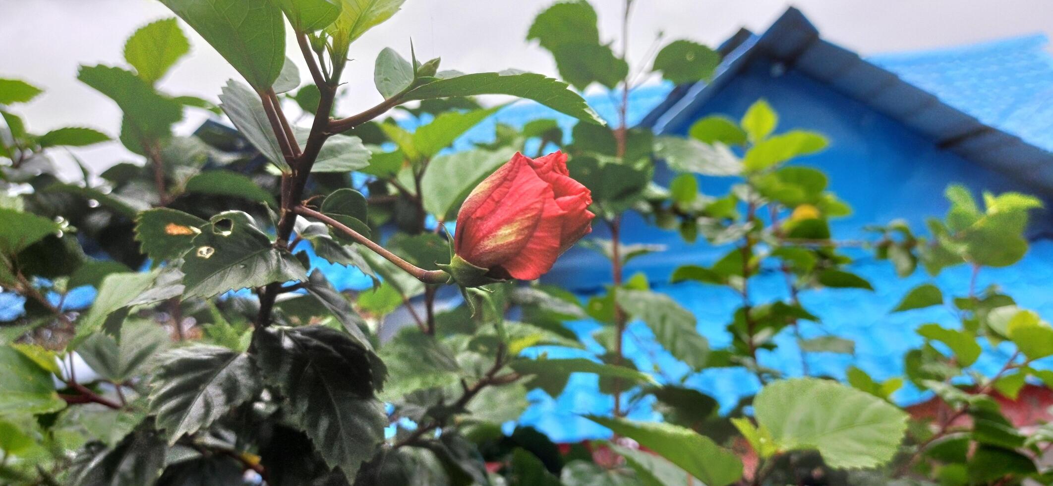 Vibrant Red Hibiscus Bud Blooming Amid Lush Green Foliage against a Blue House photo